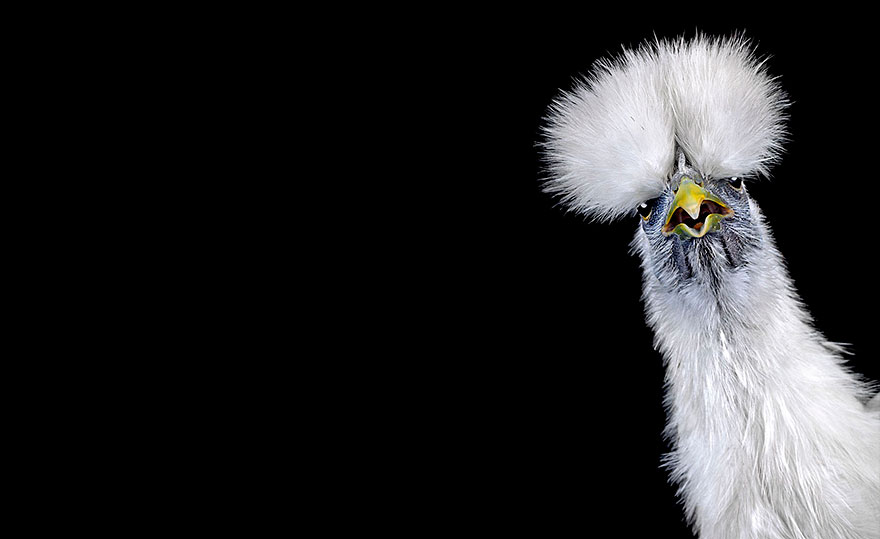 Warrior-Like Beauty Pageant Chickens In Beautiful Photos By Ernest Goh Warrior-Like Beauty Pageant Chickens In Beautiful Photos By Ernest Goh