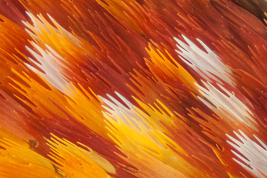 Biochemist Takes Stunning Macro Photographs of Butterfly Wings