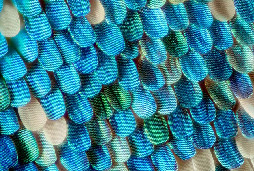 Biochemist Takes Stunning Macro Photographs of Butterfly Wings