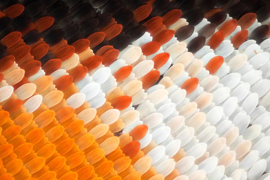 Biochemist Takes Stunning Macro Photographs of Butterfly Wings