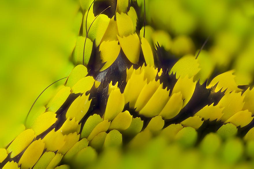 Biochemist Takes Stunning Macro Photographs of Butterfly Wings