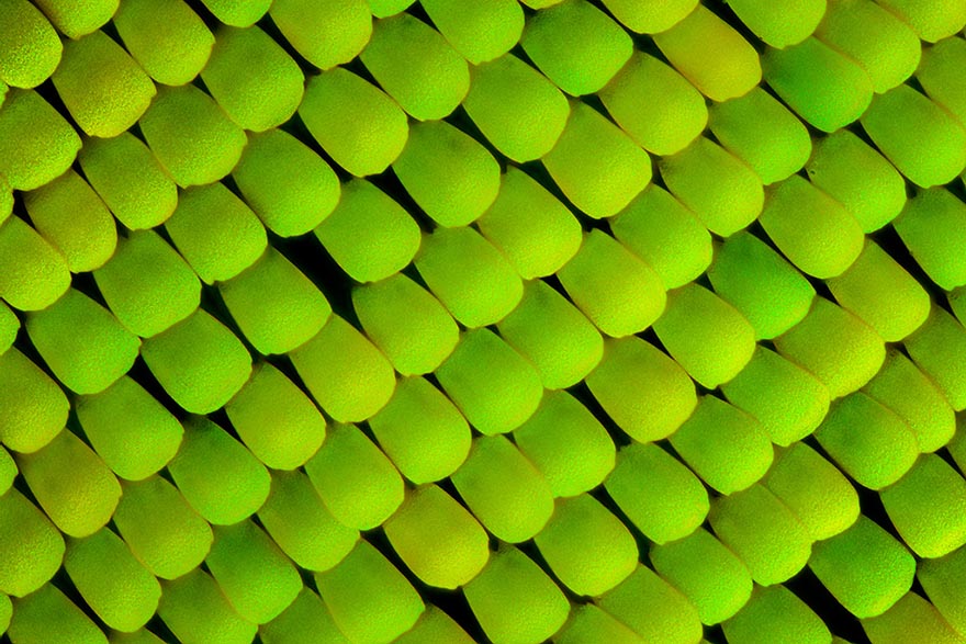 Biochemist Takes Stunning Macro Photographs of Butterfly Wings