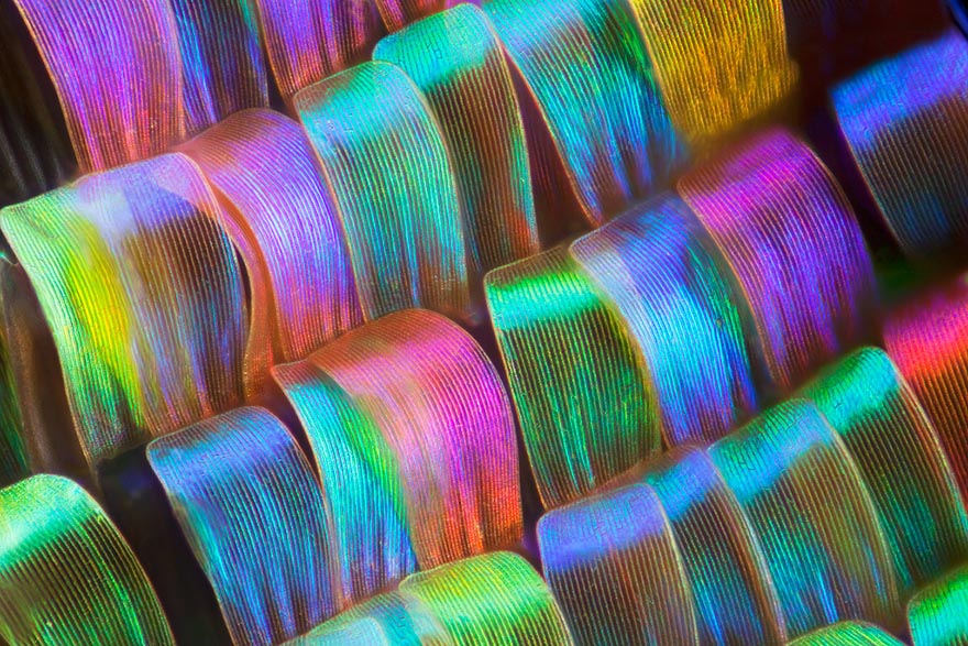 Biochemist Takes Stunning Macro Photographs of Butterfly Wings
