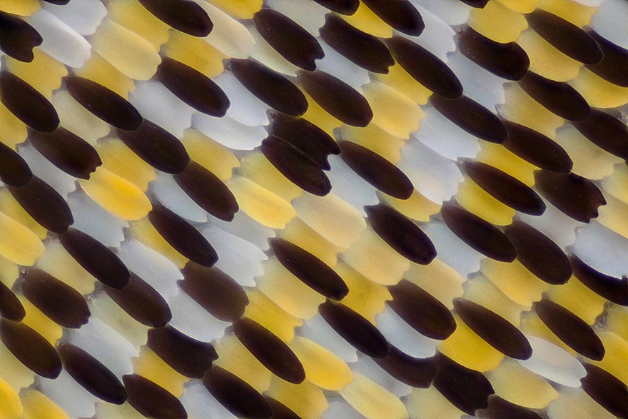 Biochemist Takes Stunning Macro Photographs of Butterfly Wings