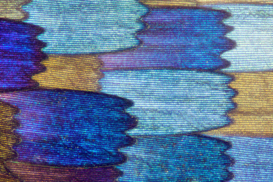 Biochemist Takes Stunning Macro Photographs of Butterfly Wings