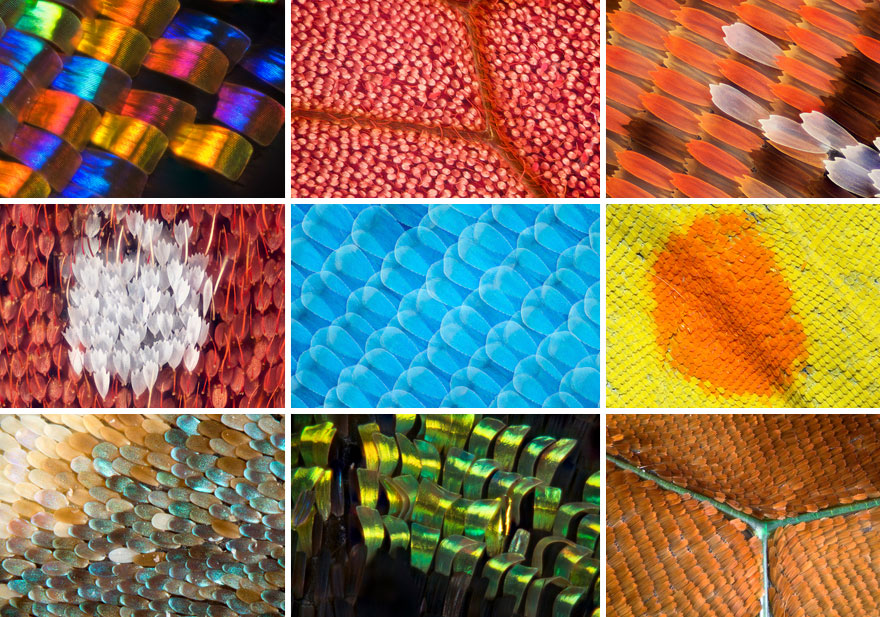 Biochemist Takes Stunning Macro Photographs of Butterfly Wings