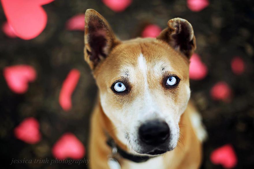 Let It Rain Love: 19-Year-Old Photographer Takes Beautiful Shelter Dog Pictures To Help Find Them New Homes Let It Rain Love: 19-Year-Old Photographer Takes Beautiful Shelter Dog Pictures To Help Find Them New Homes
