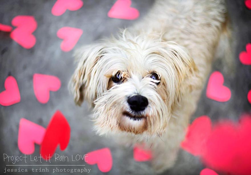 Let It Rain Love: 19-Year-Old Photographer Takes Beautiful Shelter Dog Pictures To Help Find Them New Homes Let It Rain Love: 19-Year-Old Photographer Takes Beautiful Shelter Dog Pictures To Help Find Them New Homes