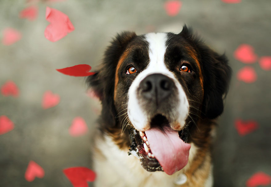 Let It Rain Love: 19-Year-Old Photographer Takes Beautiful Shelter Dog Pictures To Help Find Them New Homes Let It Rain Love: 19-Year-Old Photographer Takes Beautiful Shelter Dog Pictures To Help Find Them New Homes