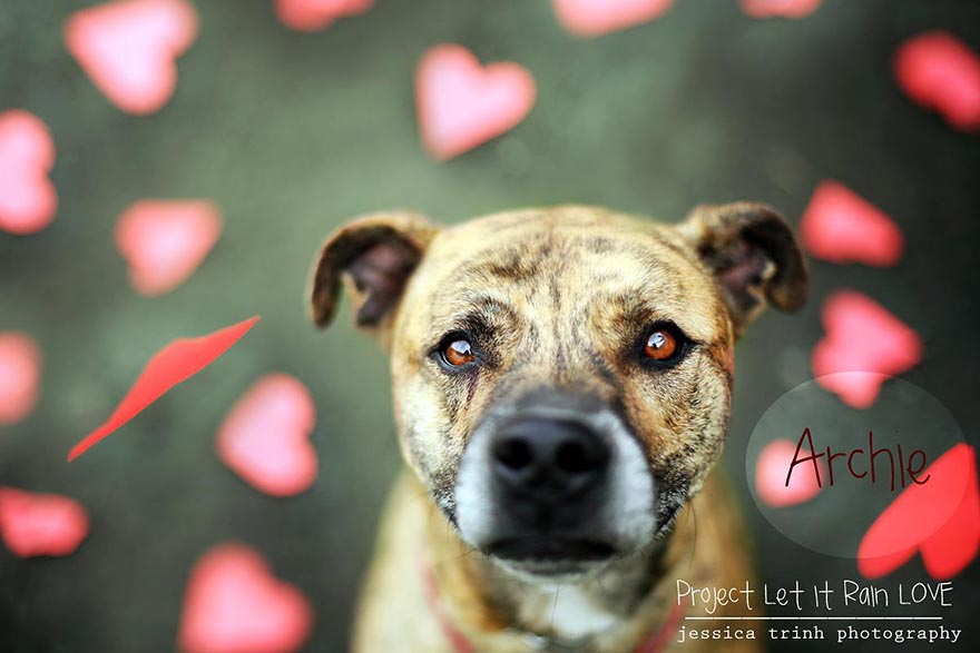 Let It Rain Love: 19-Year-Old Photographer Takes Beautiful Shelter Dog Pictures To Help Find Them New Homes Let It Rain Love: 19-Year-Old Photographer Takes Beautiful Shelter Dog Pictures To Help Find Them New Homes