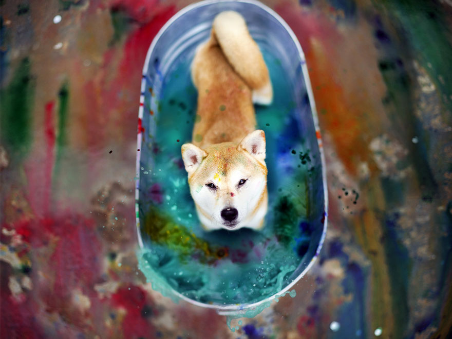 Let It Rain Love: 19-Year-Old Photographer Takes Beautiful Shelter Dog Pictures To Help Find Them New Homes Let It Rain Love: 19-Year-Old Photographer Takes Beautiful Shelter Dog Pictures To Help Find Them New Homes