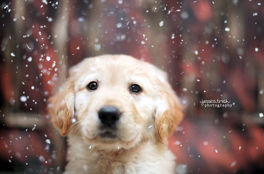 Let It Rain Love: 19-Year-Old Photographer Takes Beautiful Shelter Dog Pictures To Help Find Them New Homes Let It Rain Love: 19-Year-Old Photographer Takes Beautiful Shelter Dog Pictures To Help Find Them New Homes