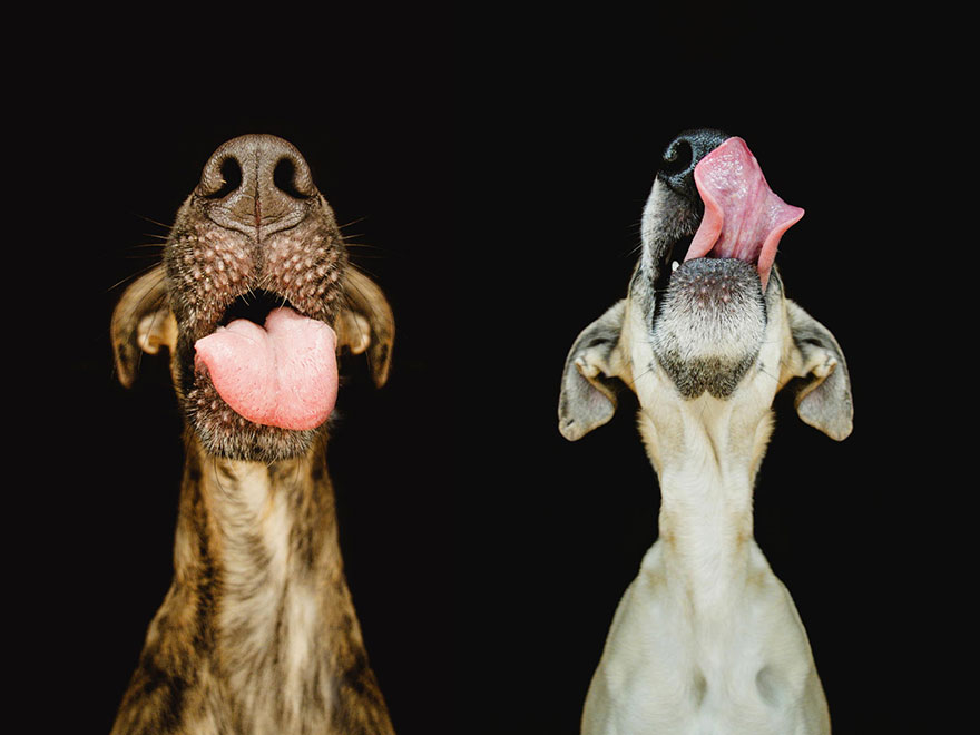 Intimate And Playful Dog Portraits By Elke Vogelsang Intimate And Playful Dog Portraits By Elke Vogelsang