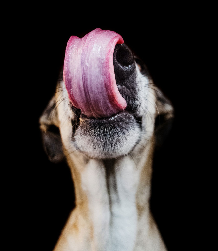 Intimate And Playful Dog Portraits By Elke Vogelsang Intimate And Playful Dog Portraits By Elke Vogelsang