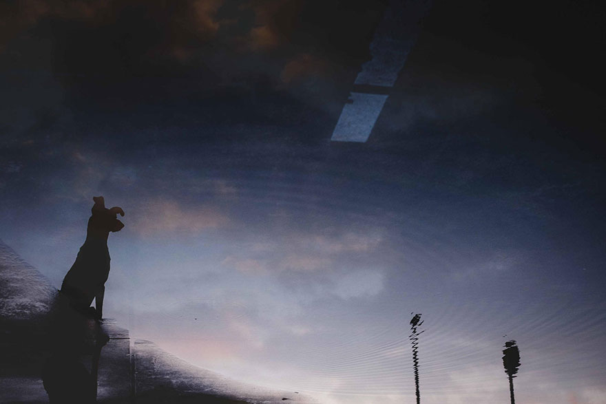 Intimate And Playful Dog Portraits By Elke Vogelsang Intimate And Playful Dog Portraits By Elke Vogelsang