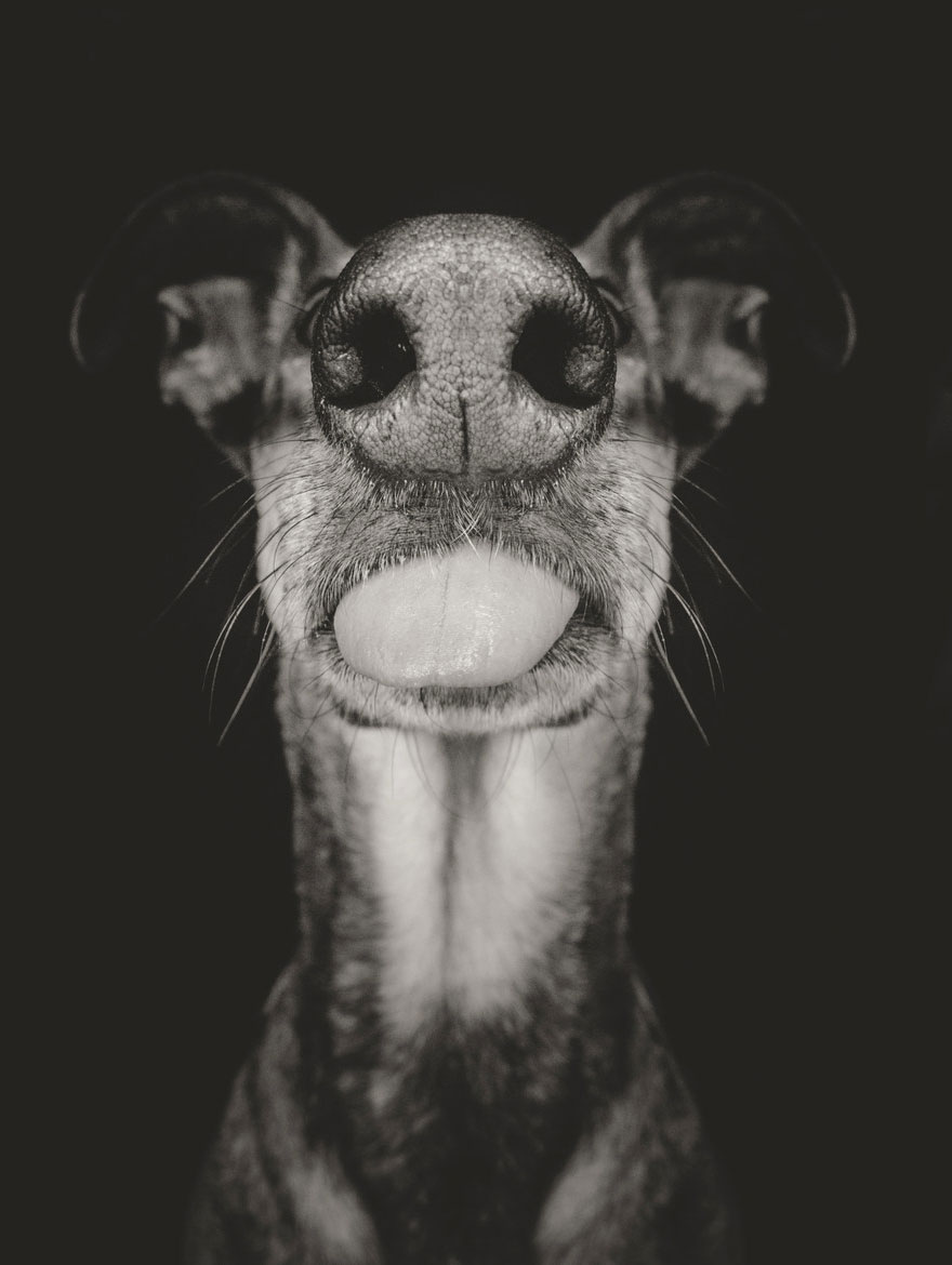 Intimate And Playful Dog Portraits By Elke Vogelsang Intimate And Playful Dog Portraits By Elke Vogelsang