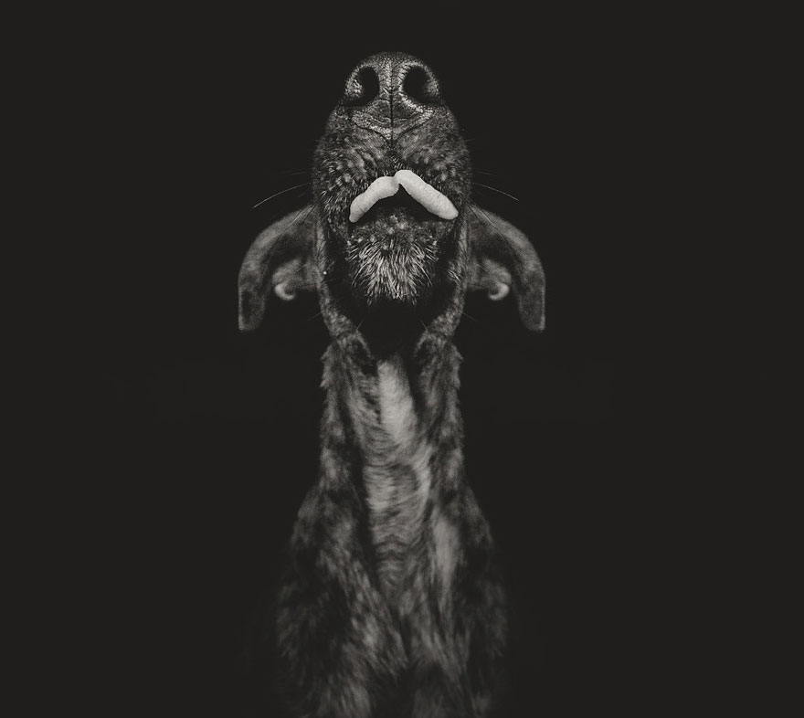 Intimate And Playful Dog Portraits By Elke Vogelsang Intimate And Playful Dog Portraits By Elke Vogelsang