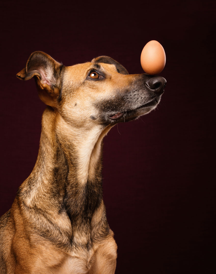 Intimate And Playful Dog Portraits By Elke Vogelsang Intimate And Playful Dog Portraits By Elke Vogelsang
