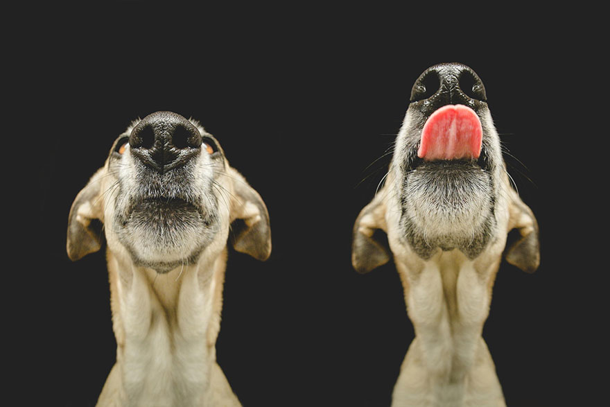Intimate And Playful Dog Portraits By Elke Vogelsang Intimate And Playful Dog Portraits By Elke Vogelsang