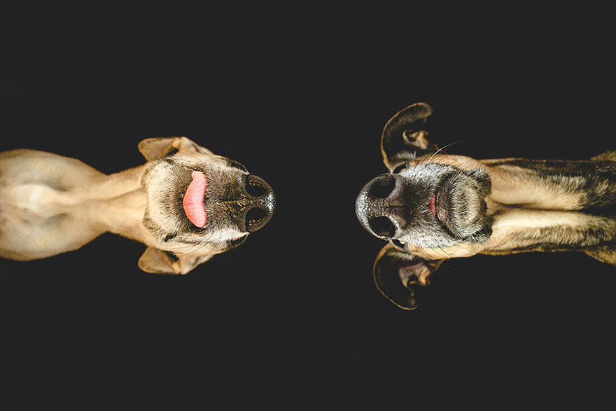 Intimate And Playful Dog Portraits By Elke Vogelsang Intimate And Playful Dog Portraits By Elke Vogelsang