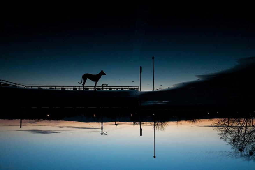 Intimate And Playful Dog Portraits By Elke Vogelsang Intimate And Playful Dog Portraits By Elke Vogelsang