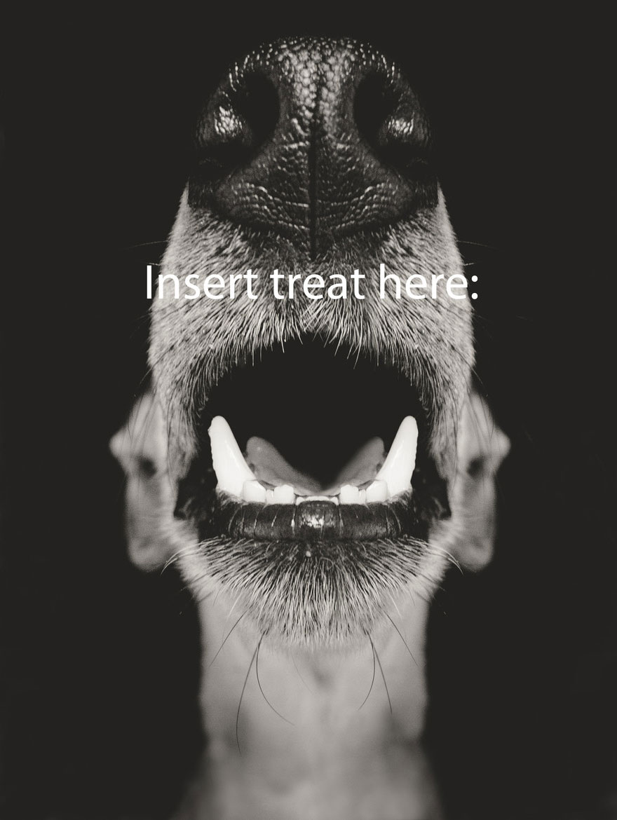 Intimate And Playful Dog Portraits By Elke Vogelsang Intimate And Playful Dog Portraits By Elke Vogelsang