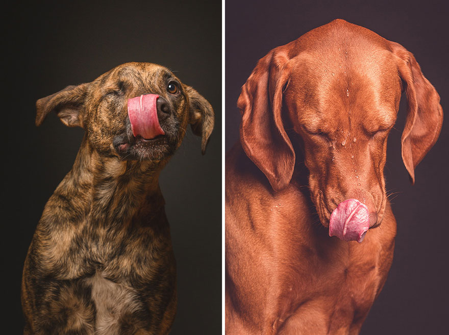 Intimate And Playful Dog Portraits By Elke Vogelsang Intimate And Playful Dog Portraits By Elke Vogelsang