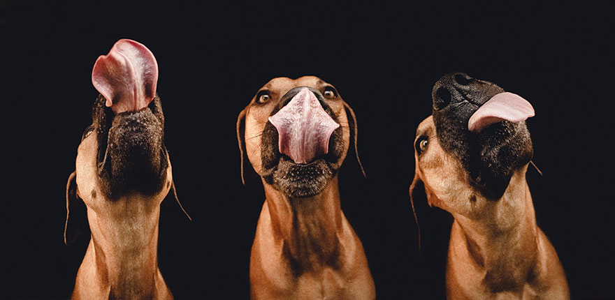 Intimate And Playful Dog Portraits By Elke Vogelsang Intimate And Playful Dog Portraits By Elke Vogelsang