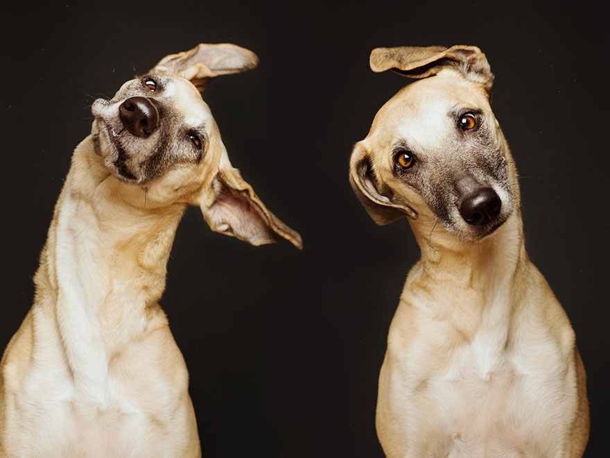Intimate And Playful Dog Portraits By Elke Vogelsang Intimate And Playful Dog Portraits By Elke Vogelsang