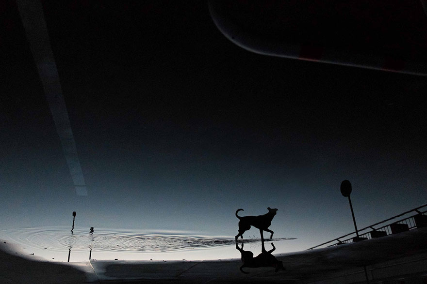 Intimate And Playful Dog Portraits By Elke Vogelsang Intimate And Playful Dog Portraits By Elke Vogelsang