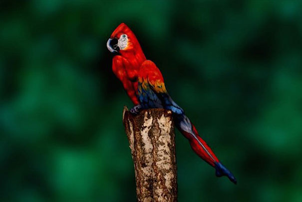 This Parrot Is Actually A Human Being! This Parrot Is Actually A Human Being!