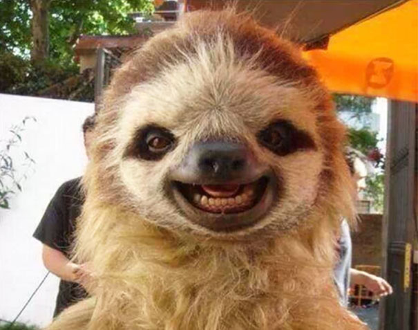 The 30 Happiest Animals In The World That Will Make You Smile