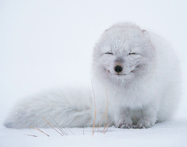 The 30 Happiest Animals In The World That Will Make You Smile