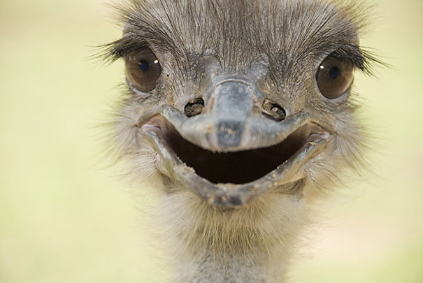 The 30 Happiest Animals In The World That Will Make You Smile
