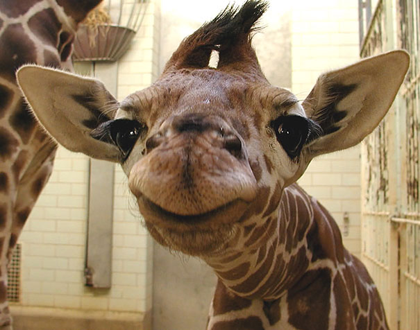 The 30 Happiest Animals In The World That Will Make You Smile