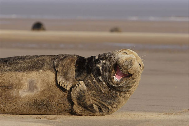 The 30 Happiest Animals In The World That Will Make You Smile