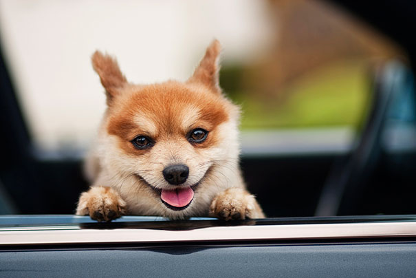 The 30 Happiest Animals In The World That Will Make You Smile