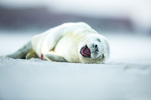 The 30 Happiest Animals In The World That Will Make You Smile