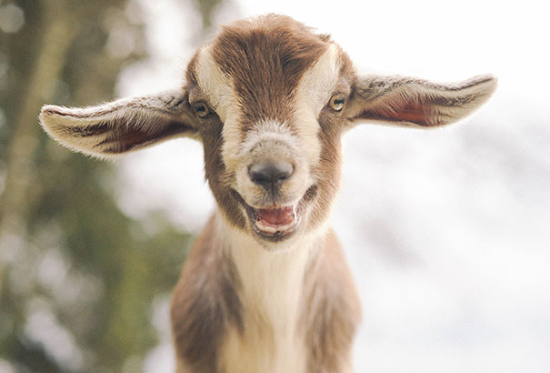 The 30 Happiest Animals In The World That Will Make You Smile