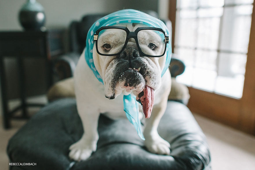 The Heartwarming Friendship Of A Little Girl And Her English Bulldog