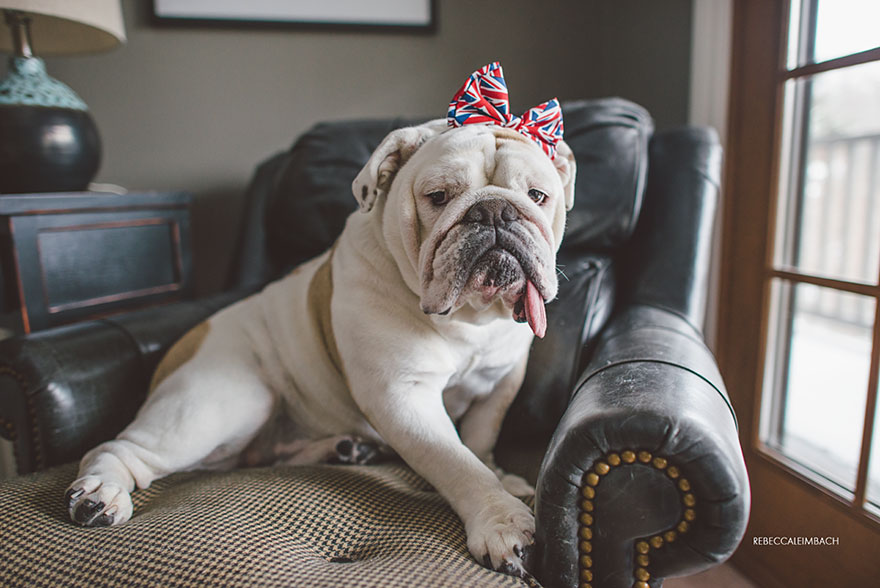 The Heartwarming Friendship Of A Little Girl And Her English Bulldog