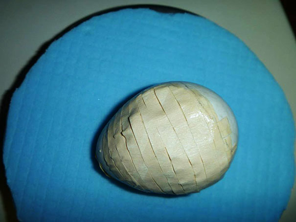 Ranger Repairs Extremely Rare Parrot&#8217;s Crushed Egg With Glue And Tape
