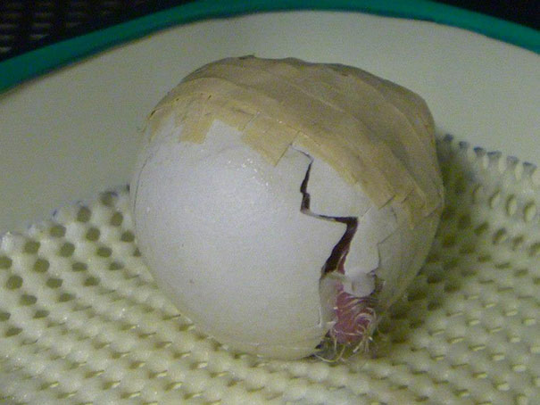 Ranger Repairs Extremely Rare Parrot&#8217;s Crushed Egg With Glue And Tape