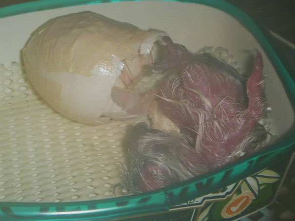 Ranger Repairs Extremely Rare Parrot&#8217;s Crushed Egg With Glue And Tape