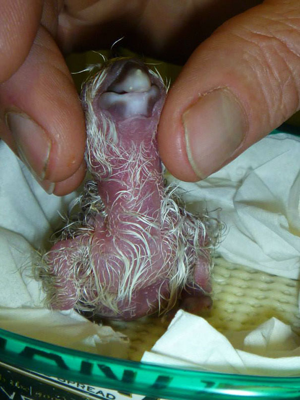 Ranger Repairs Extremely Rare Parrot&#8217;s Crushed Egg With Glue And Tape