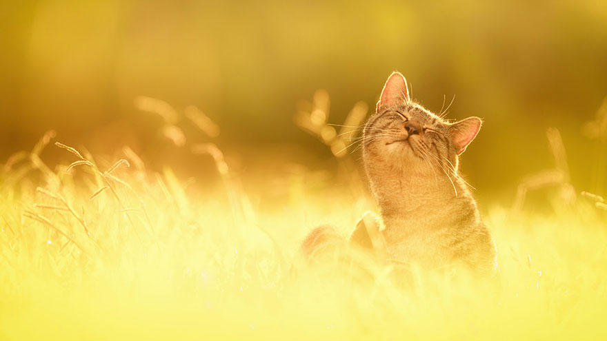 Japanese Photographer Takes Beautiful Sun-Kissed Photos Of Cats