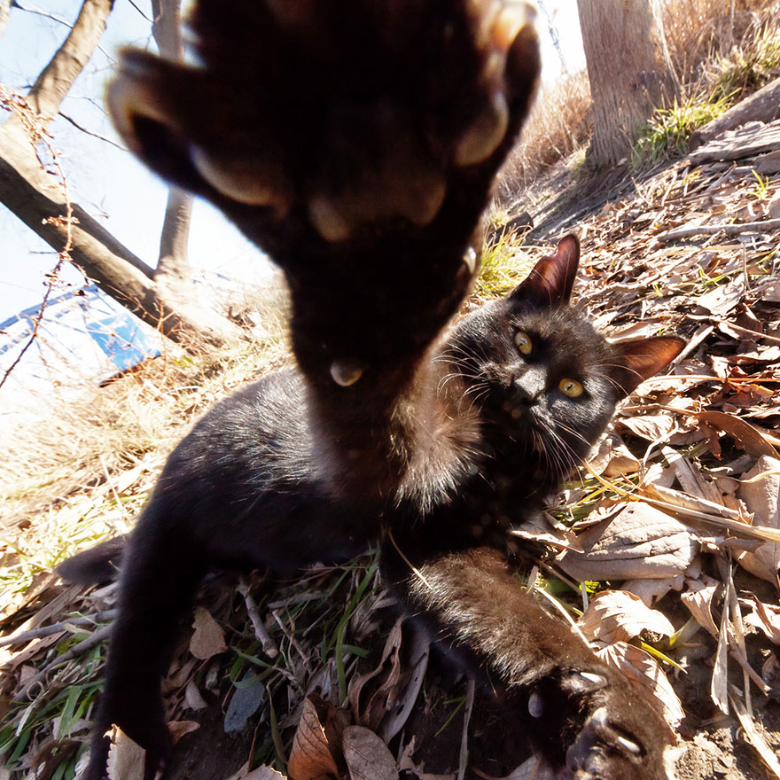Japanese Photographer Takes Beautiful Sun-Kissed Photos Of Cats
