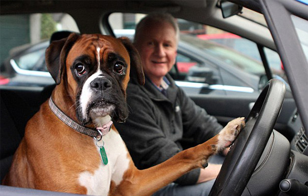 Dog Tells Owners It&#8217;s Time To Go By Slamming On Car Horn For 15 Minutes (VIDEO)
