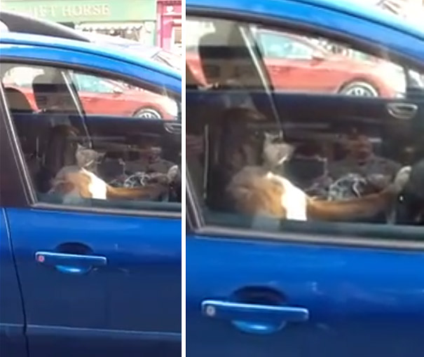Dog Tells Owners It&#8217;s Time To Go By Slamming On Car Horn For 15 Minutes (VIDEO)