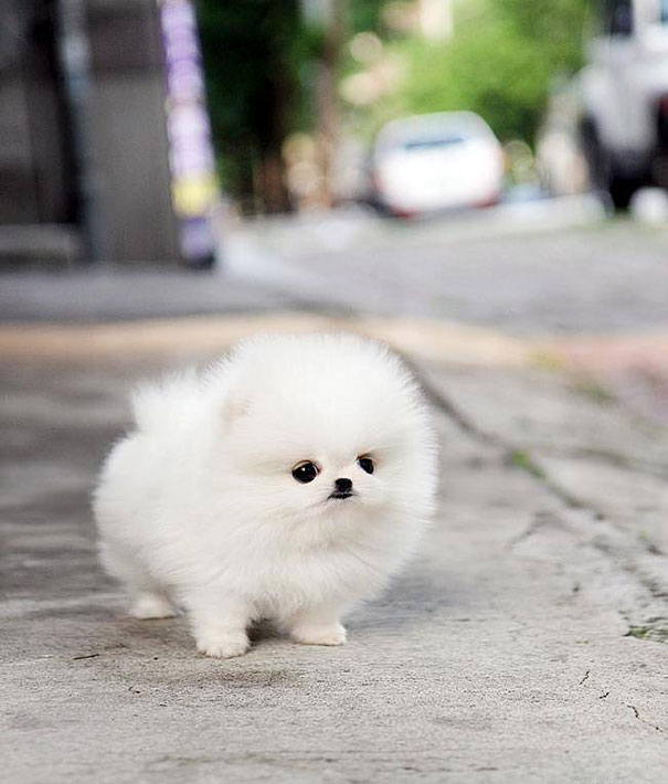 These 16 Fluffy Animals Will Make You Say Awww These 16 Fluffy Animals Will Make You Say Awww